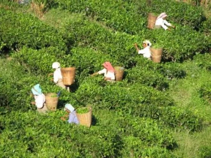 bhutan compleet reis darjeeling 2 dimsum reizen