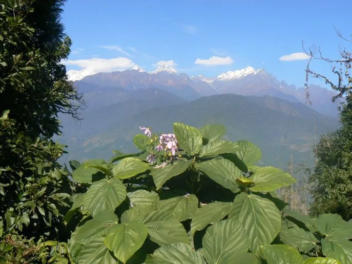 sikkim dimsum reizen 2