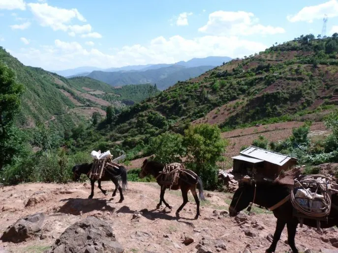 yunnan nuodeng theeroute