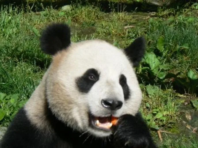 china wolong panda