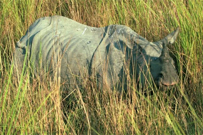 18 dimsum india kaziranga np