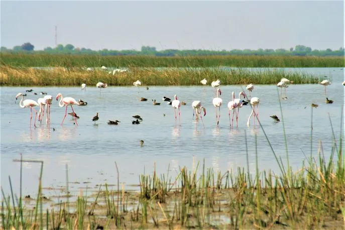 14 dimsum india litte rann of kutch flamingos