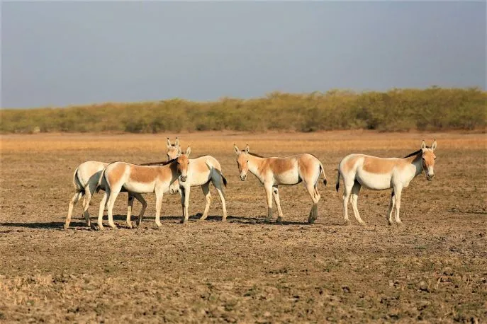 15 dimsum india little rann of kutch ezels