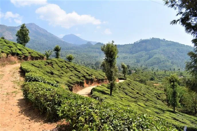 5 dimsum reizen india kerala munnar