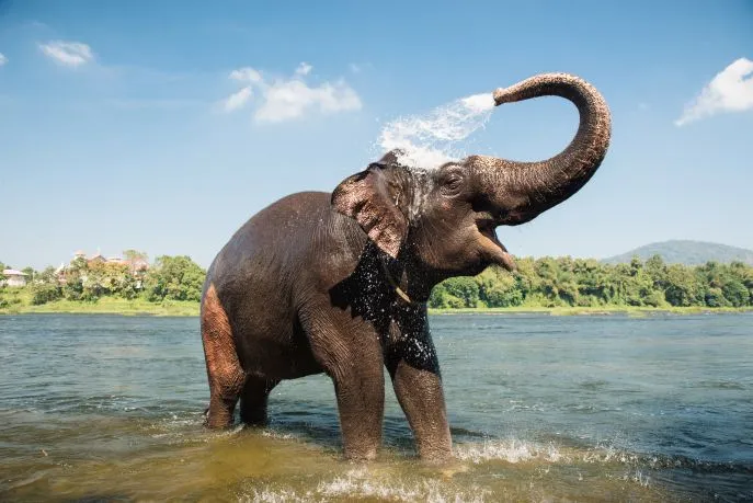 7 thekkady periyar