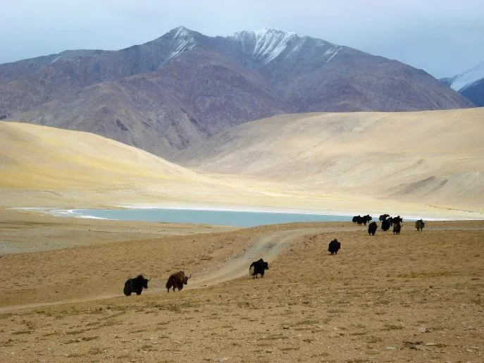 14 india ladakh tso moriri