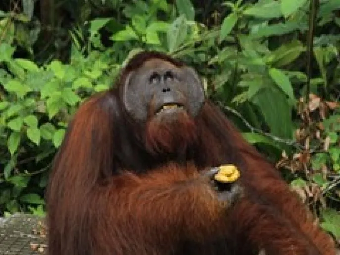 semmengoh borneo