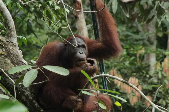 dimsum reizen naar borneo en wilde orangoetangs