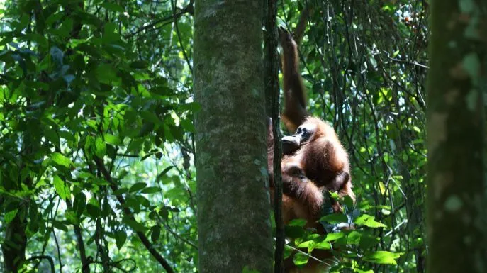 dimsum reizen naar borneo orang oetang trail sarawak 2