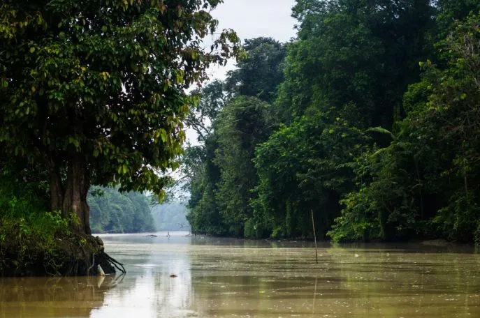 dimsum reizen borneo natuurreis 2