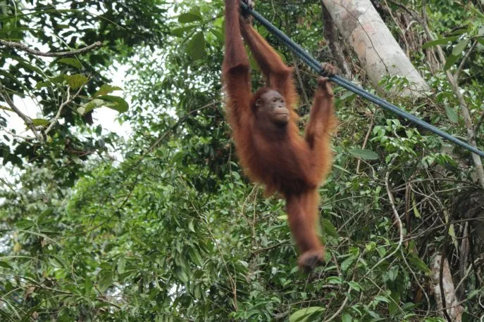natuurreis borneo en wilde orangoetangs