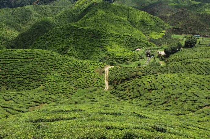 cameron highlands theevelden maleisie