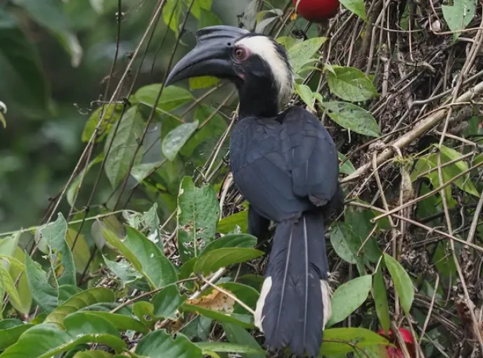 ulu muda earth lodge  neushoornvogel 2