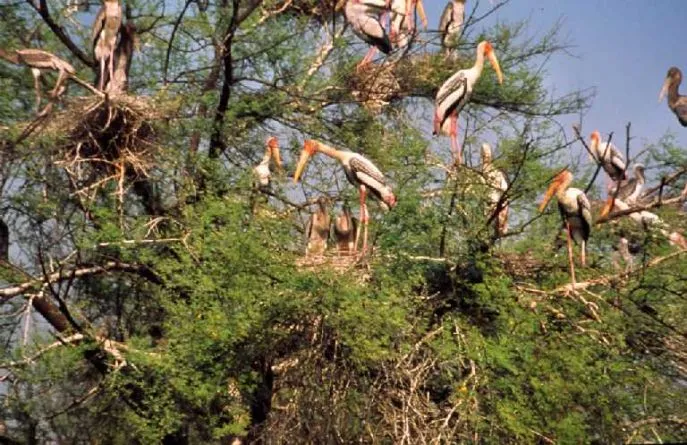india bharatpur ooievaars