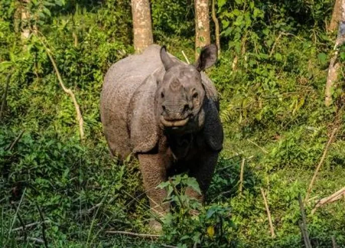 rhinochitwan