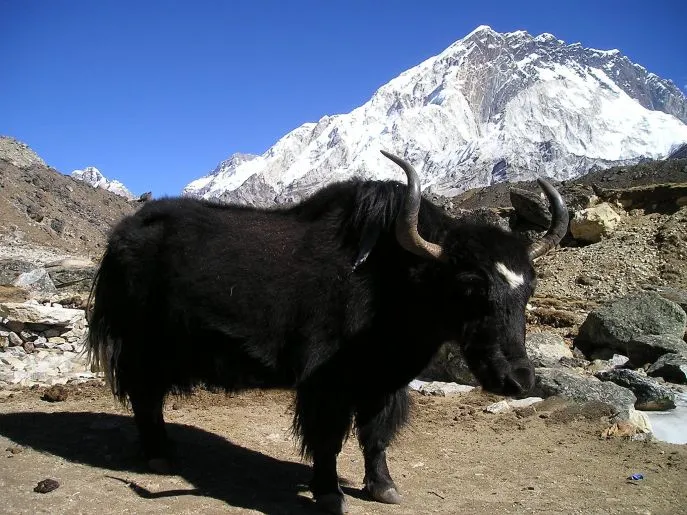dimsum reizen nepal mt everest comfortabel reis bouwsteen