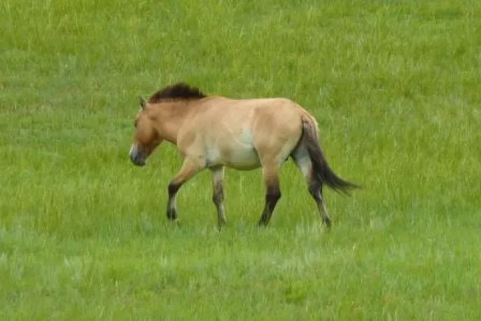 khustai przewalksi paard