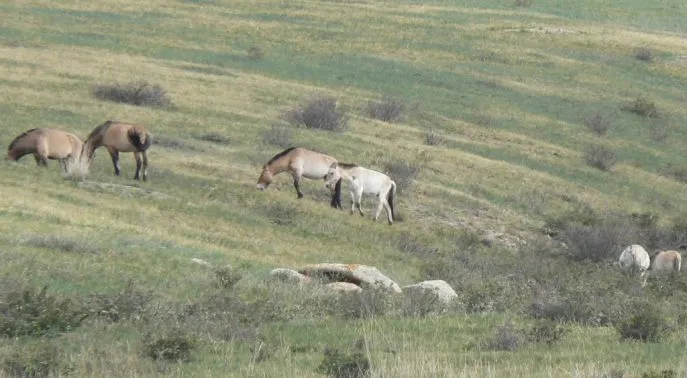 khustai nationaal park mongolie dimsum reizen