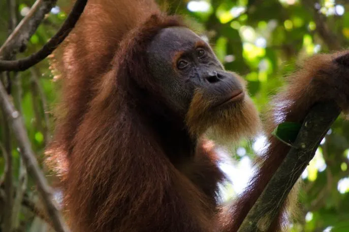 orang oetang bohorok