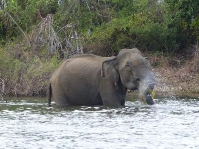 olifant gal oya sri lanka