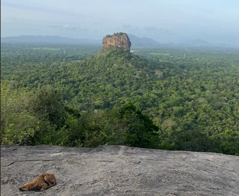 Sri Lanka Lion Rock hond families