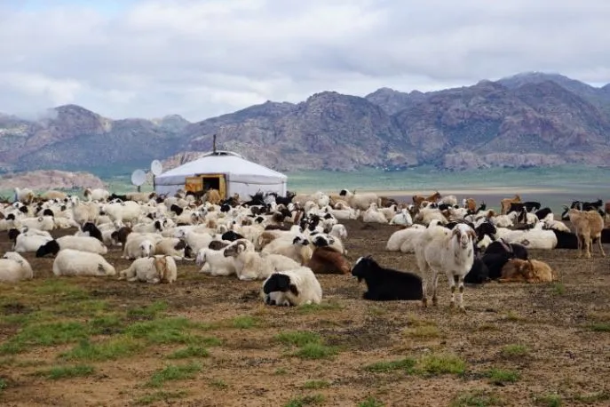 nomaden met kudde in mongolie