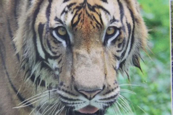 sunderbans tijgers