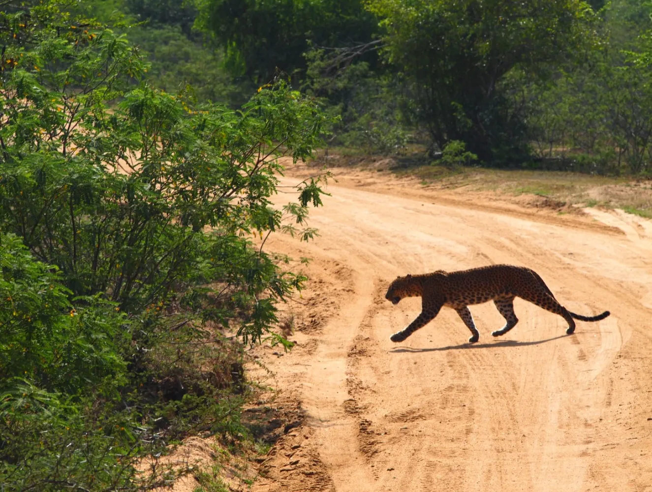 Safari luipaard SriLanka Yala Wilpattu