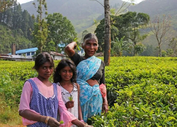 dimsum reizen sri lanka zonder haast rondreis reis 2