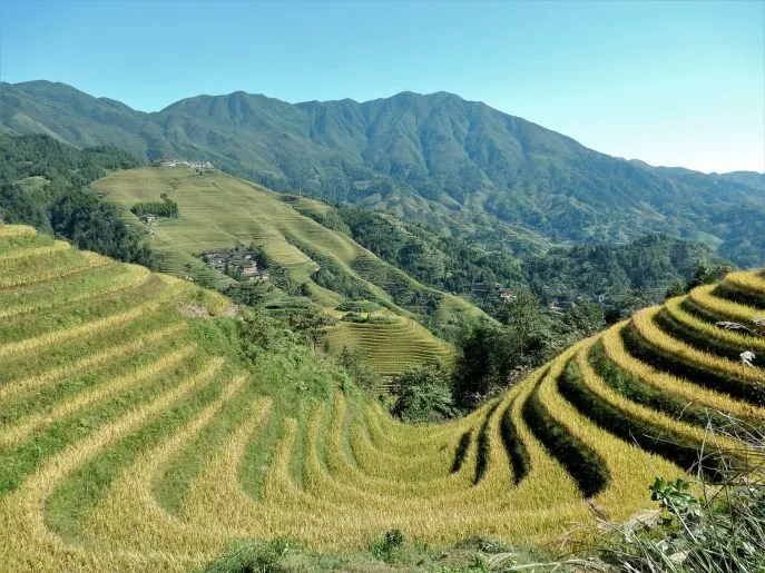 china longji pingan-rijstvelden-oogst-seizoen