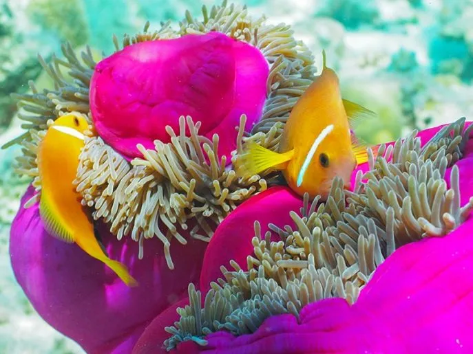 snorkelen en duiken malediven