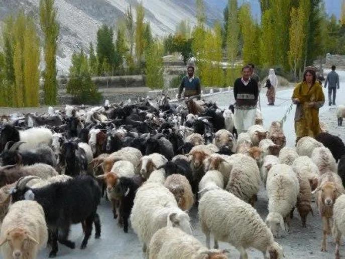 schaapsherder pakistan