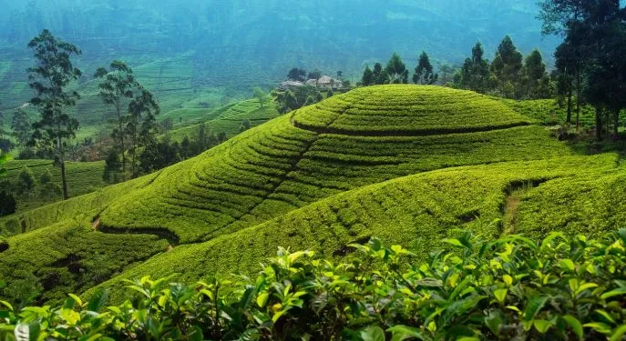 nuwara eliya sri lanka