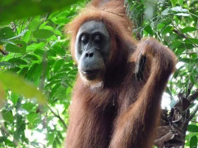 indonesie orang oetan