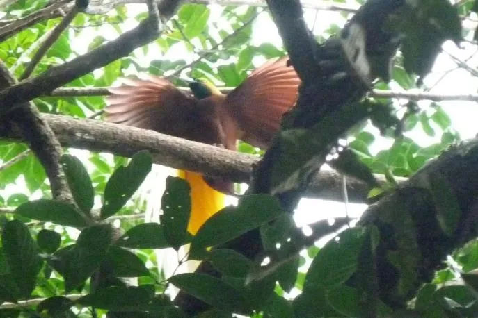 west papua paradijsvogel