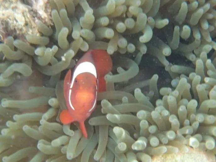 nemo visjes raja ampat