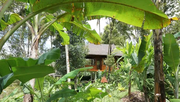 clove tree villas kanciana