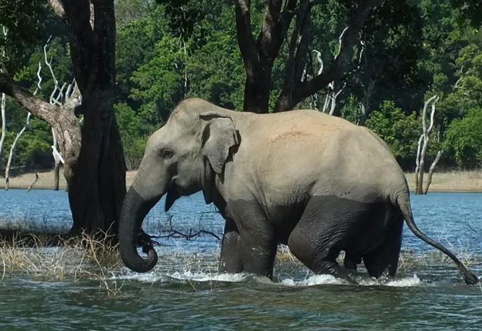 gal oya lodge bootsafari