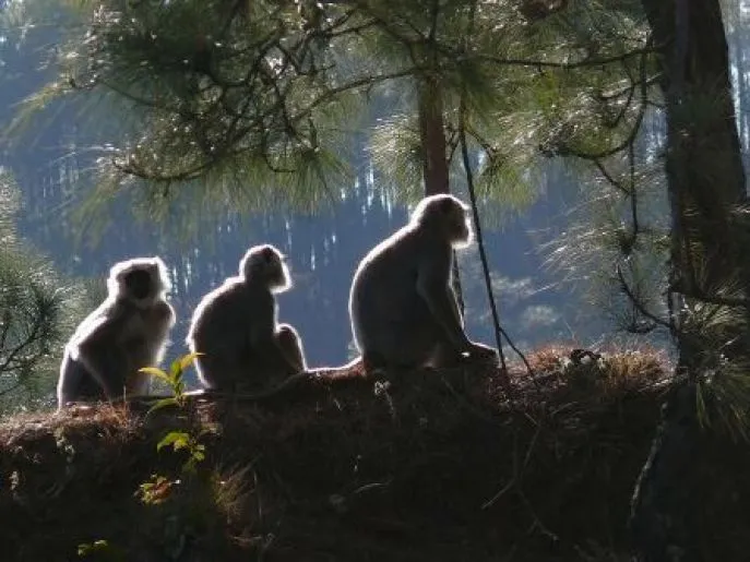 languren in binsar sanctuary