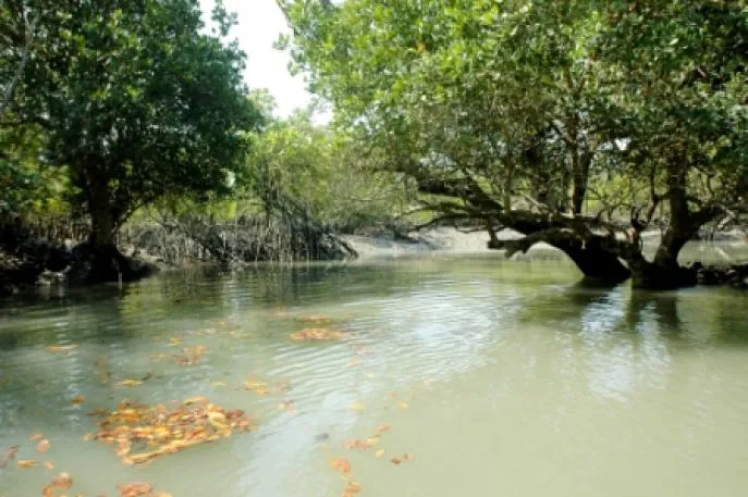 sunderbans india reizen