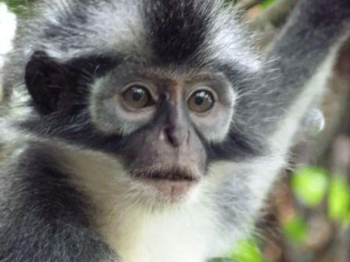 indonesie sumatra thomas leave monkey