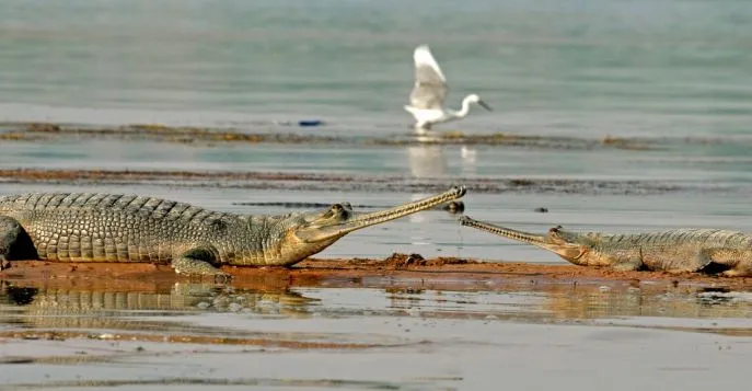 chambal