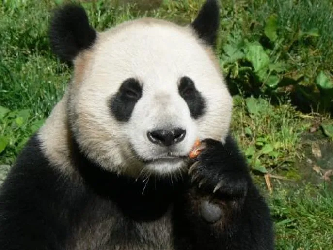panda wolong