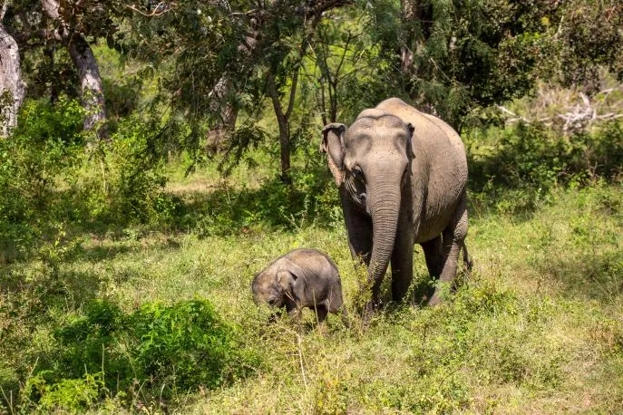 yala nationaal park sri lanka olifant baby olifant