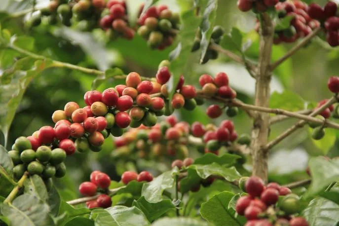 dimsum reizen koffie op west java