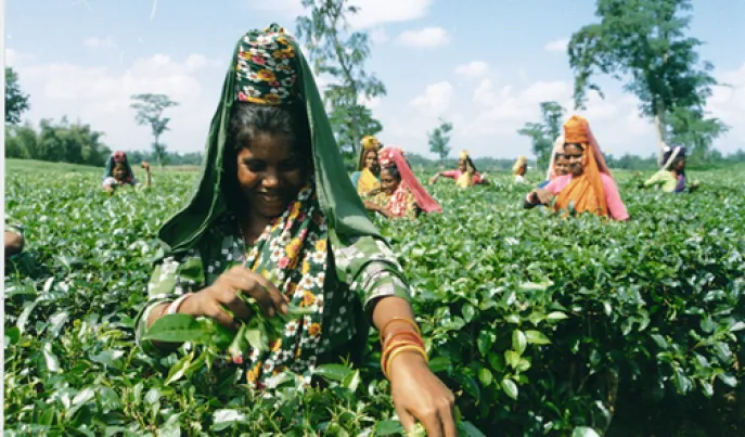 srimongol bangladesh reizen