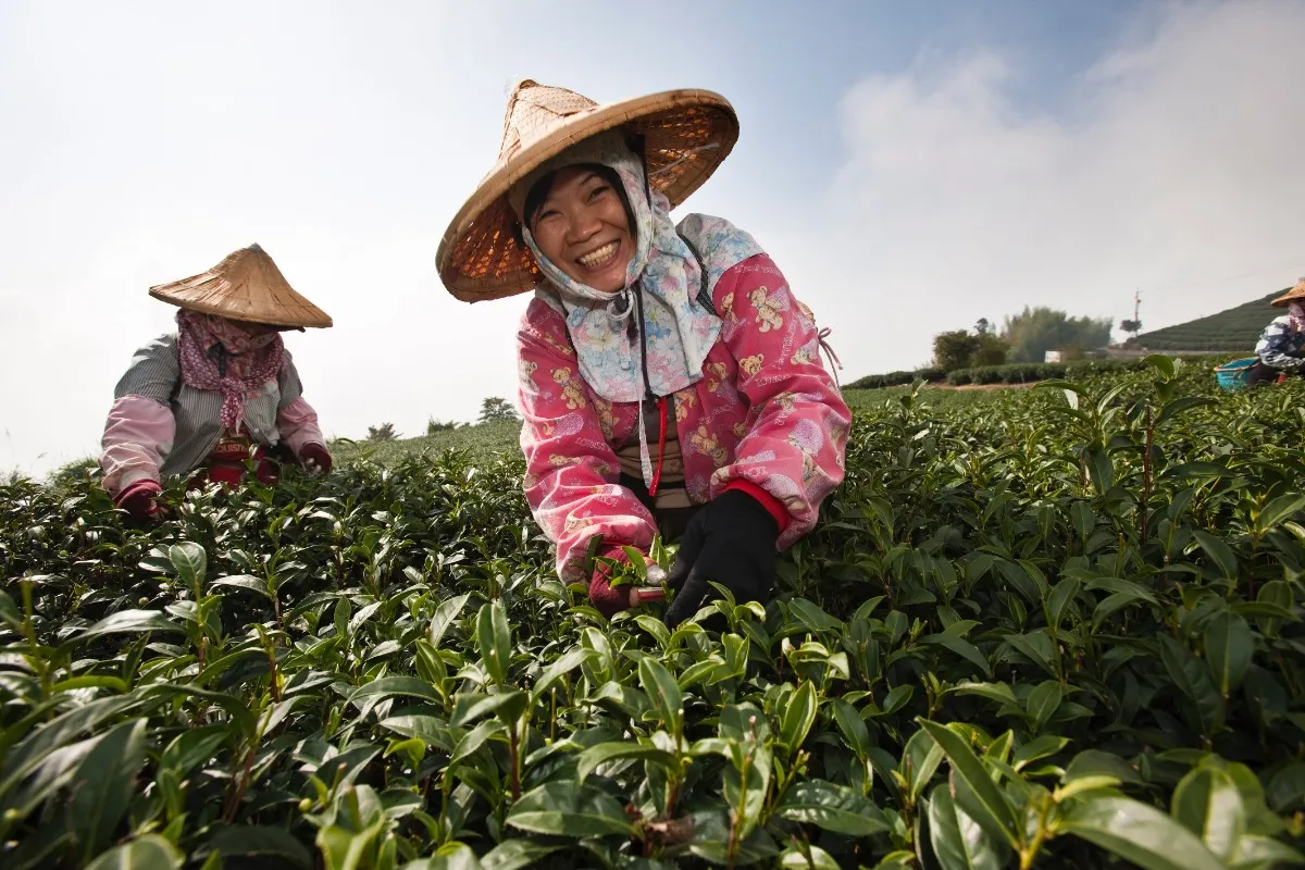 Taiwan-Alishan-tea-farmer