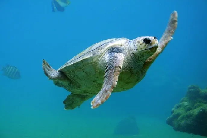 zeeschildpad xiaoliuqiu