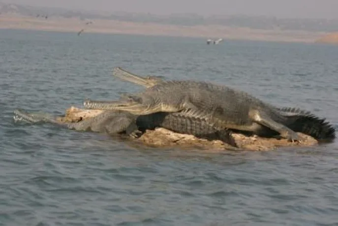 chambal gavialen india