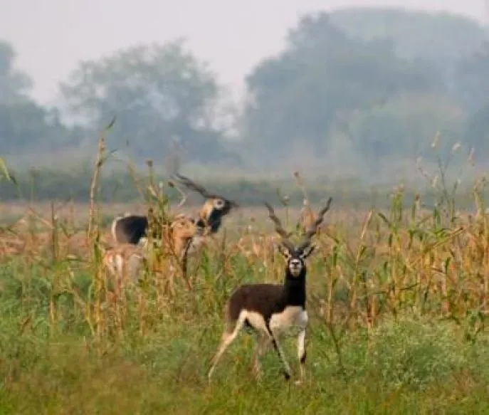 indiase antilopen chambal india
